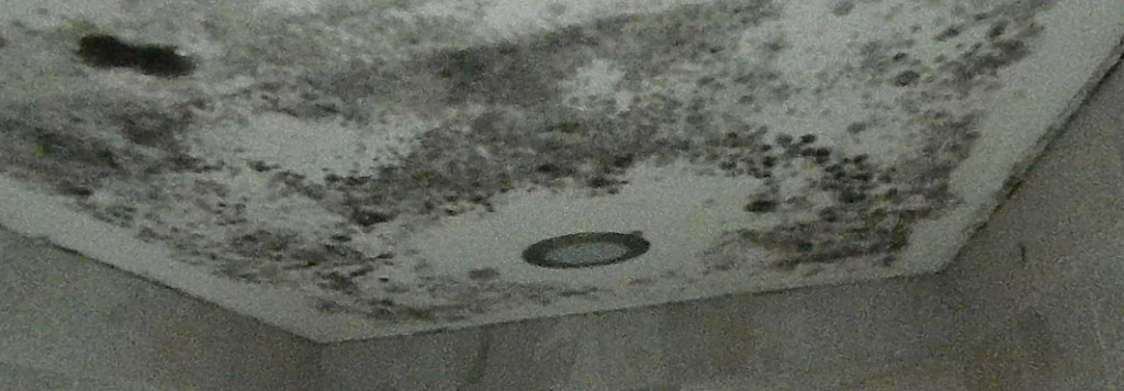 black-mold