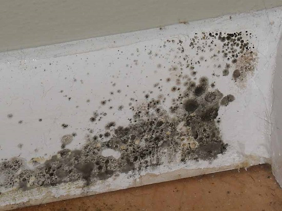 how-to-get-rid-of-black-mold